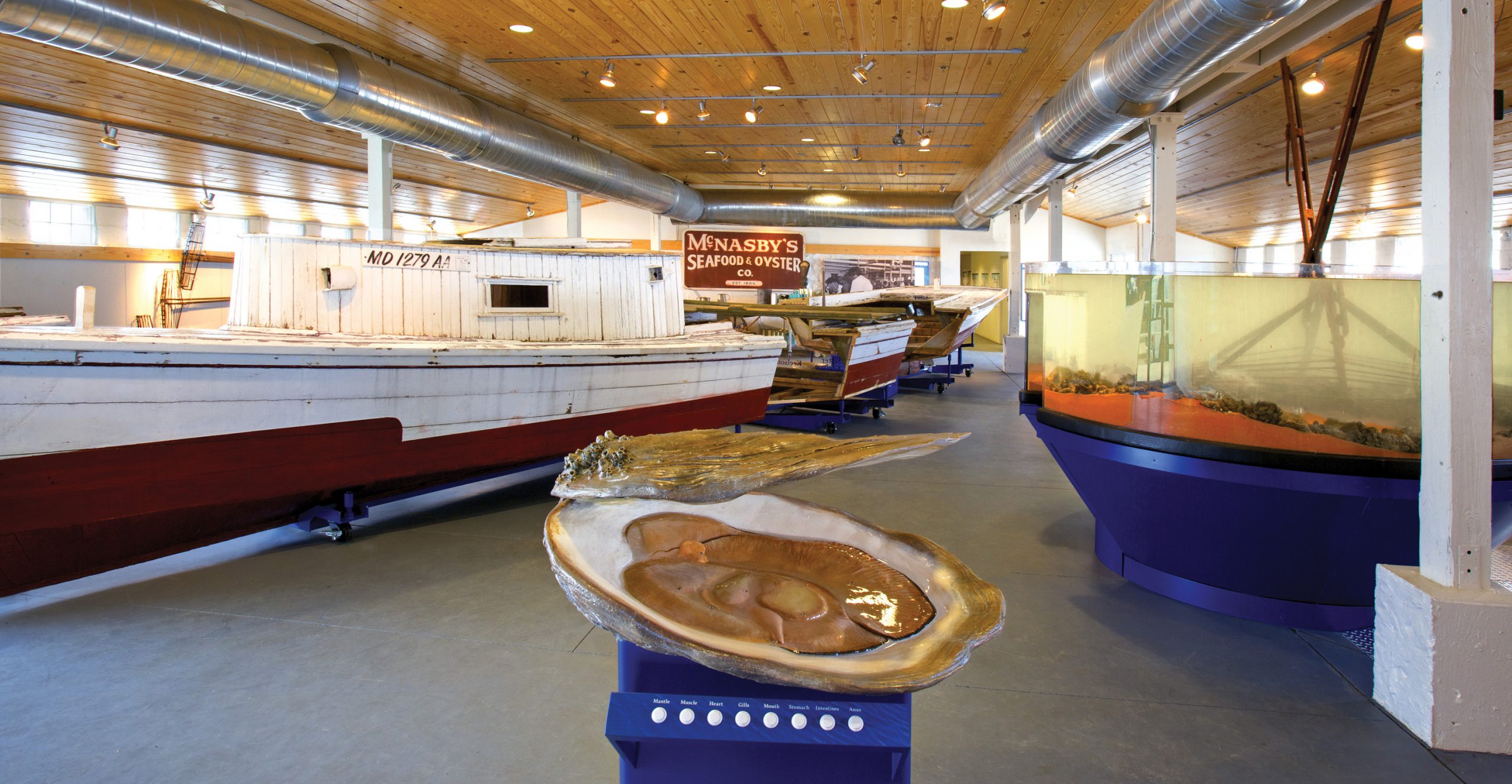 Project image 2 for Oysters on the Half Shell Exhibit, Annapolis Maritime Museum